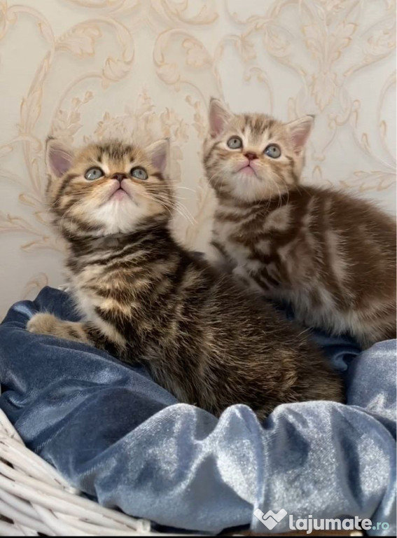 British shorthair băieței și fetițe