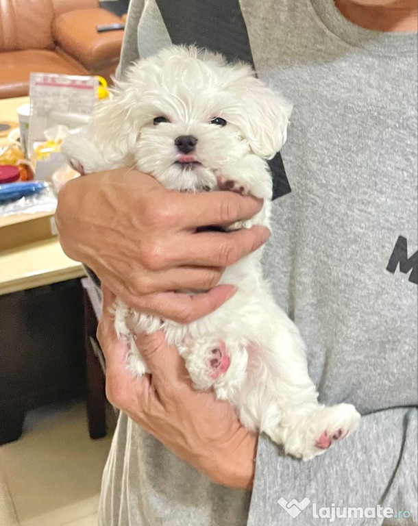 Bichon maltez mini toy