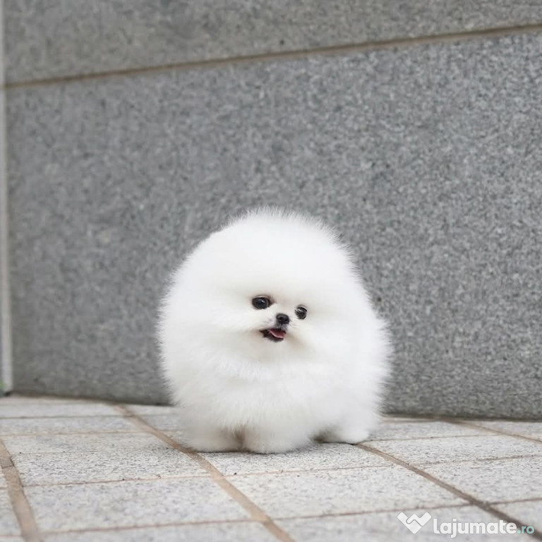 Pomeranian ursuleț mini boo