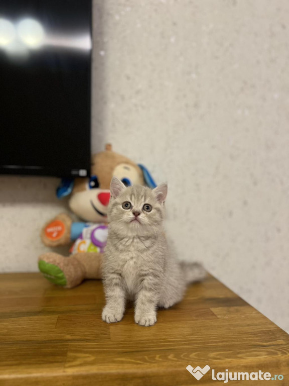 British shorthair puiuți