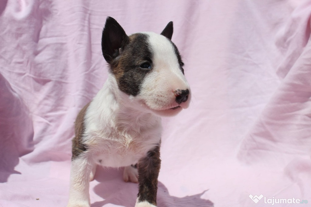 Pui Mini Bull Terrier