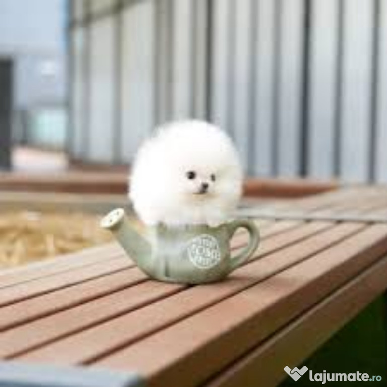 Pomeranian ursuleț teacup mini