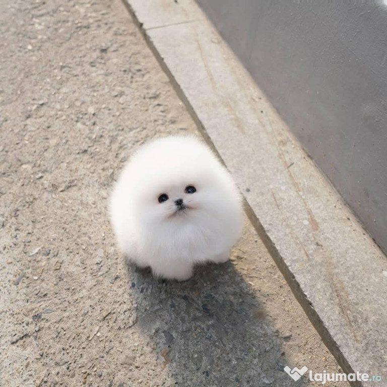 Pomeranian ursulet teeacup