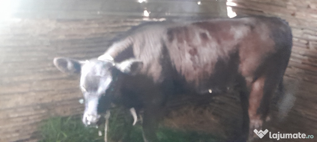 Vița vacă de prăsilă de rasă bună