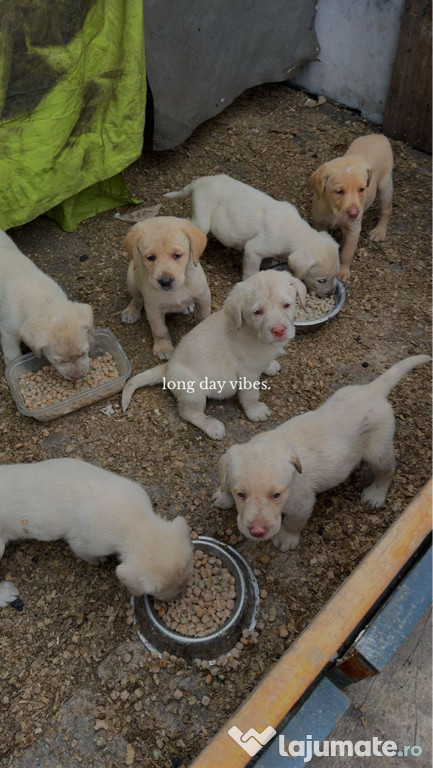 Vând pui Labrador retriever