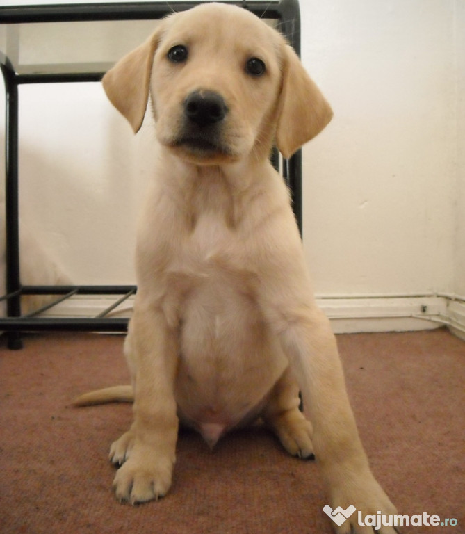 Labrador retriever