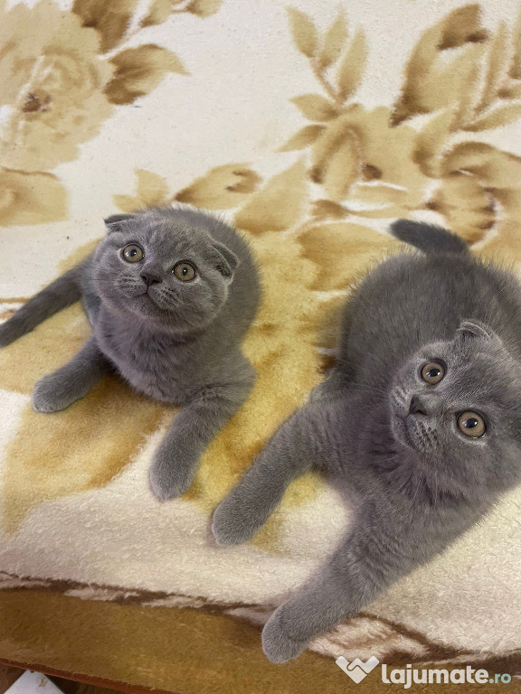 3năzdrăvani: o fetiță british shorthair și 2 băieței scottish fold