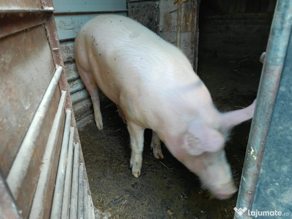 DE vânzare porci FRUMOȘI