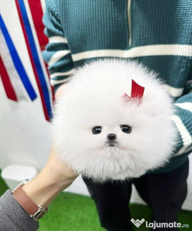 Pomeranian BOO de buzunar
