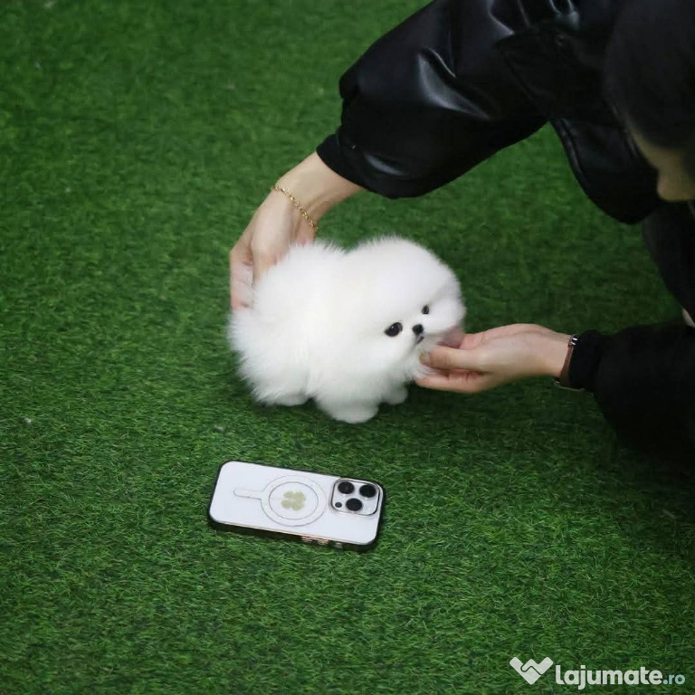 Pomeranian talie mica asigur transport