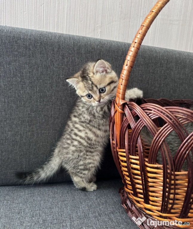 British shorthair motănei și pisicuțe