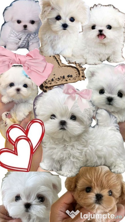 Bichon maltez mini toy