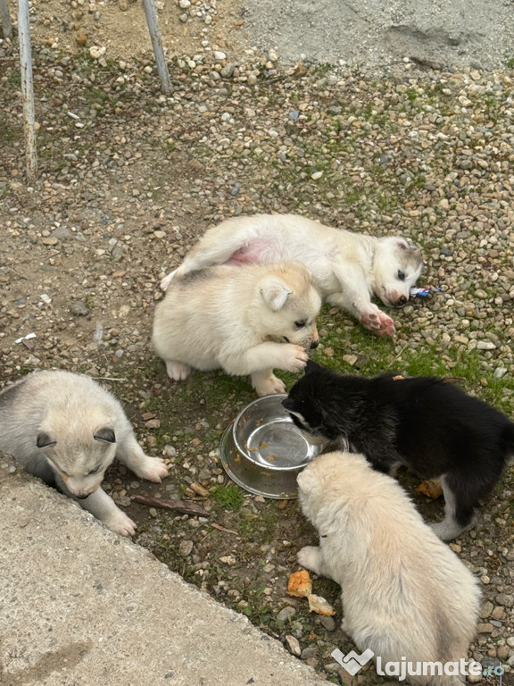 Pui de Husky varsta 5 saptamani