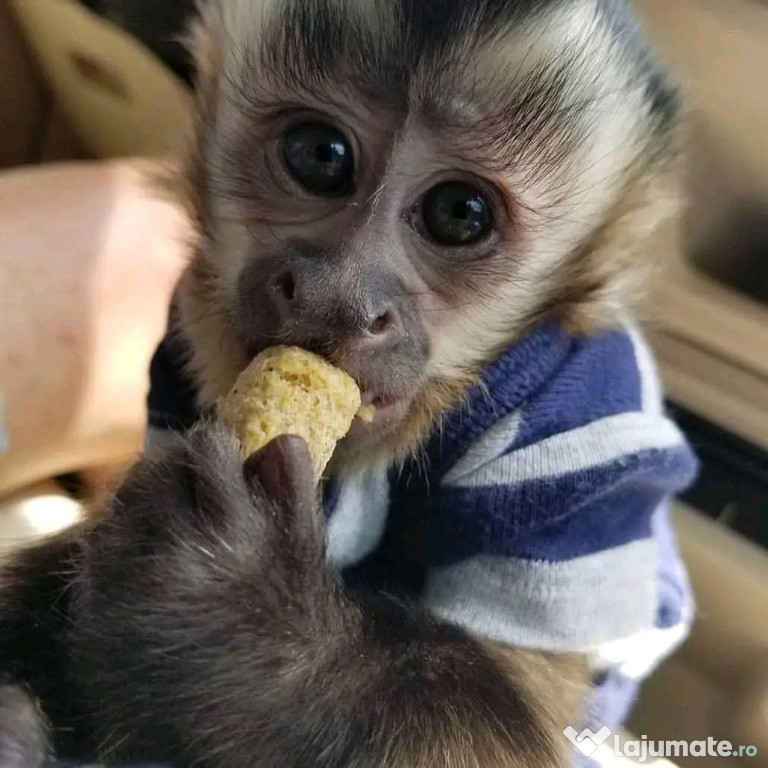 Maimuțe marmoset și capucin frumoase de vânzare