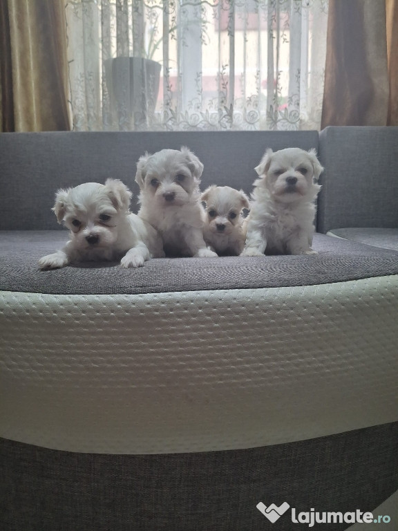 Bichon maltez miny-toy