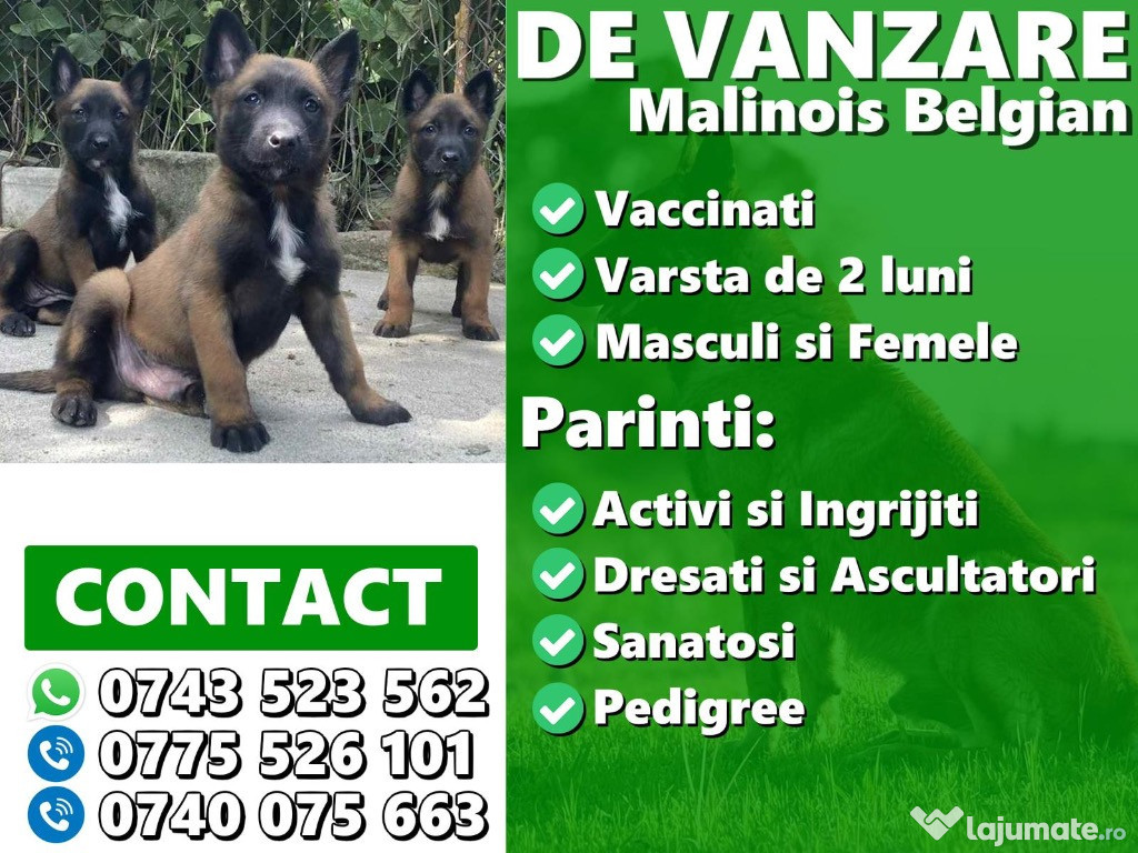 Ciobănesc Belgian Malinois