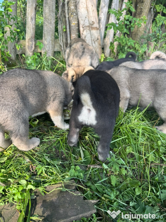 Căței rasa kangal