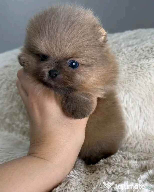 Căței drăguți de Pomeranian pentru relocare