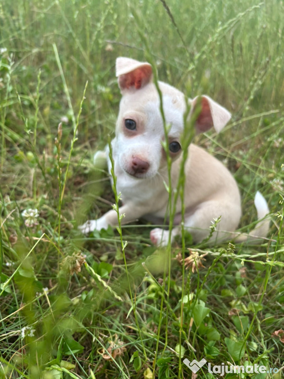 Vând cățelușe Chihuahua