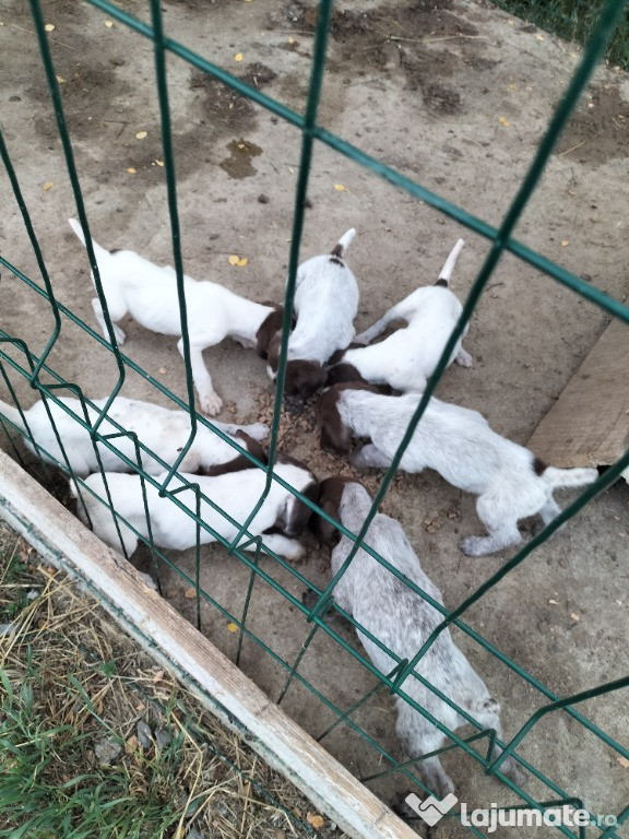 De vânzare căței brac german
