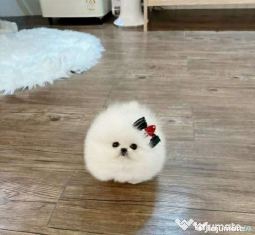 Pomeranian super mini teeacup