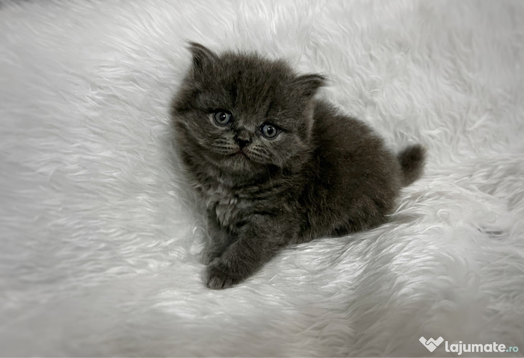 British Shorthair Blue
