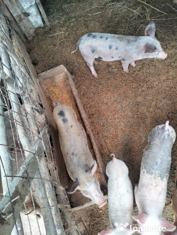 Purcei 6 săptămâni de vânzare