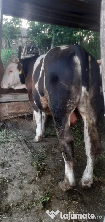 Vind vitel de carne si de monta