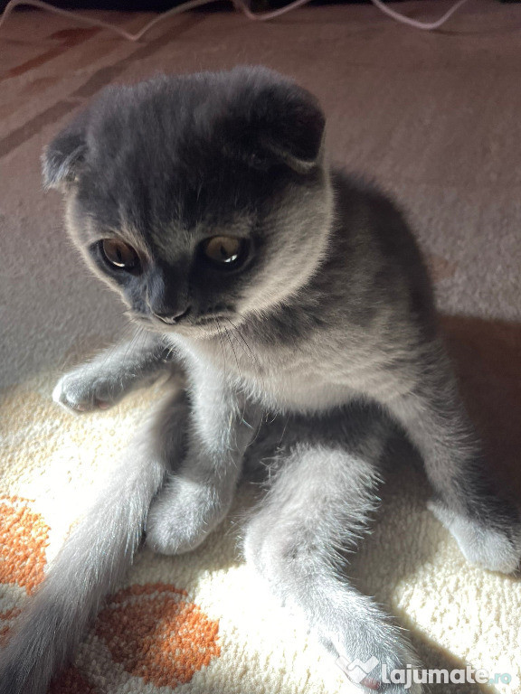 Un băiețel scottish fold iubitor și năzdrăvan
