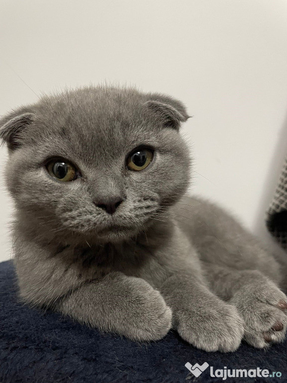 Pisoiaș Scottish fold