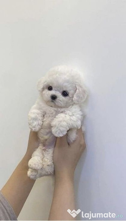 Bichon maltez mini toy