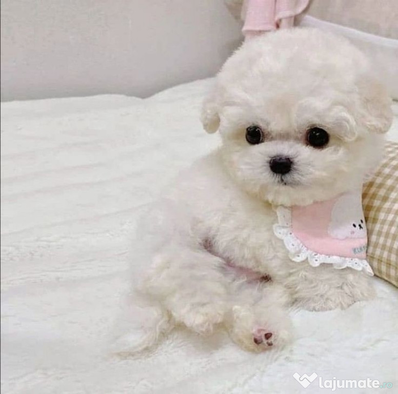 Bichon maltez mini toy
