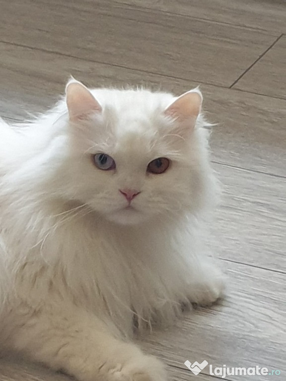 British white longhair