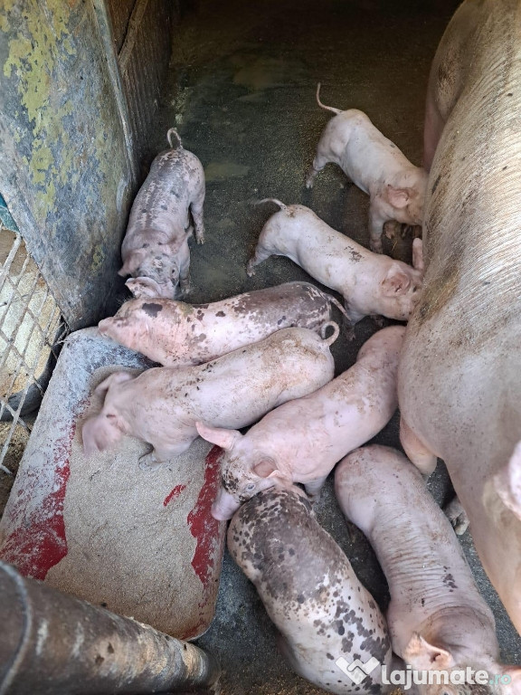 Vând Purcei!! Pietrean cu Landrace!
