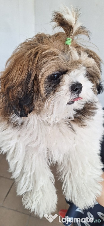 Fetiță Shih Tzu de vânzare