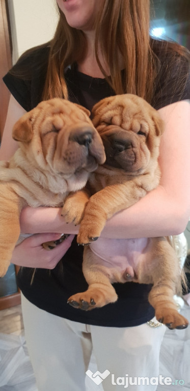 Shar pei foarte creti