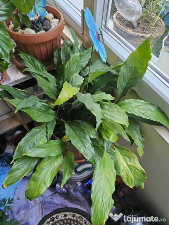Spathiphyllum sau denumire populara Crinul Pacii.