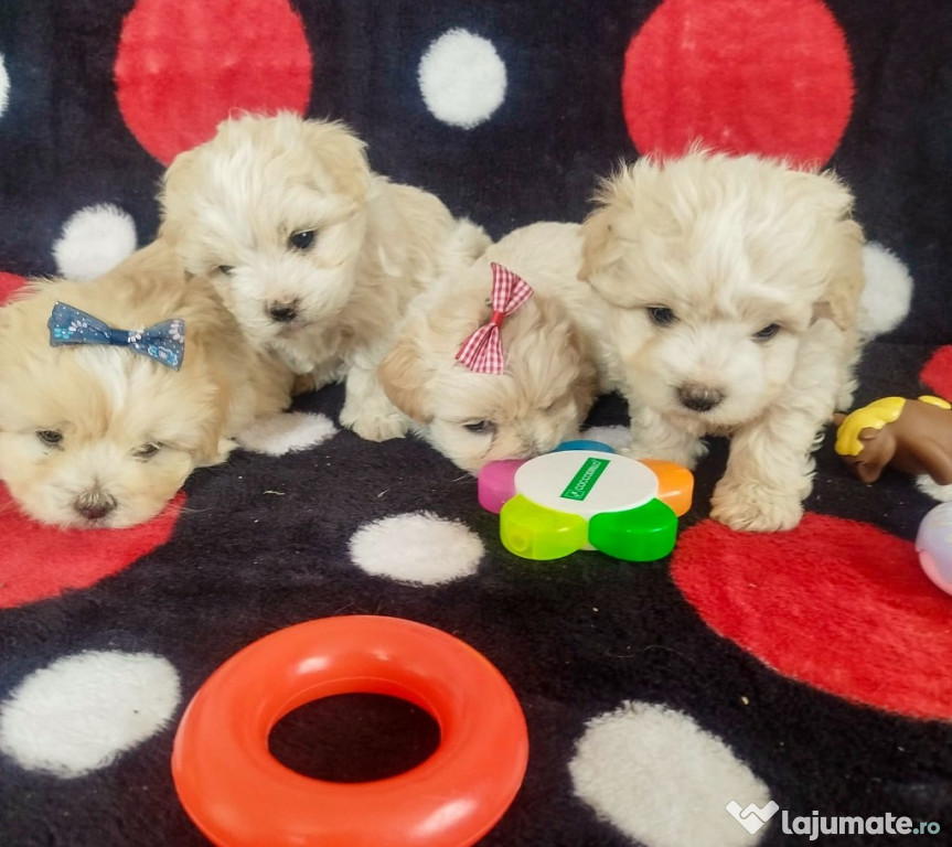 Pui Bichon Maltez