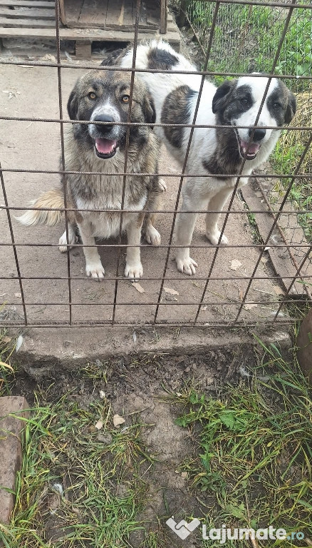 Donez 2 căței sterilizați