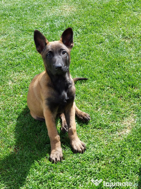 Pui ciobănesc belgian Malinois