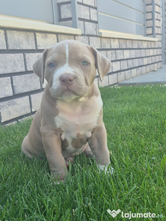 American Bully XL