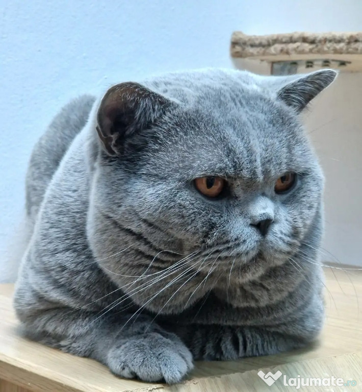 British Shorthair