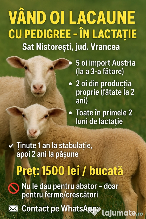 Vând oi Lacaune cu pedigree