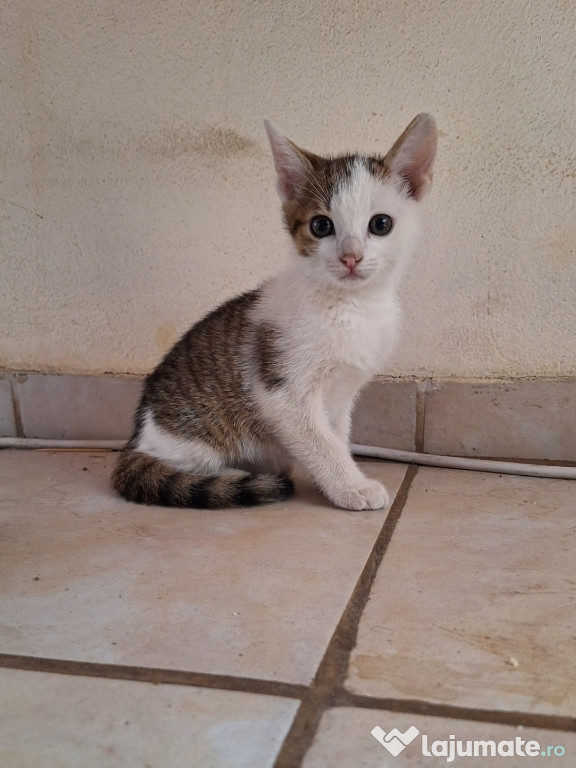 Motănel spre adopție