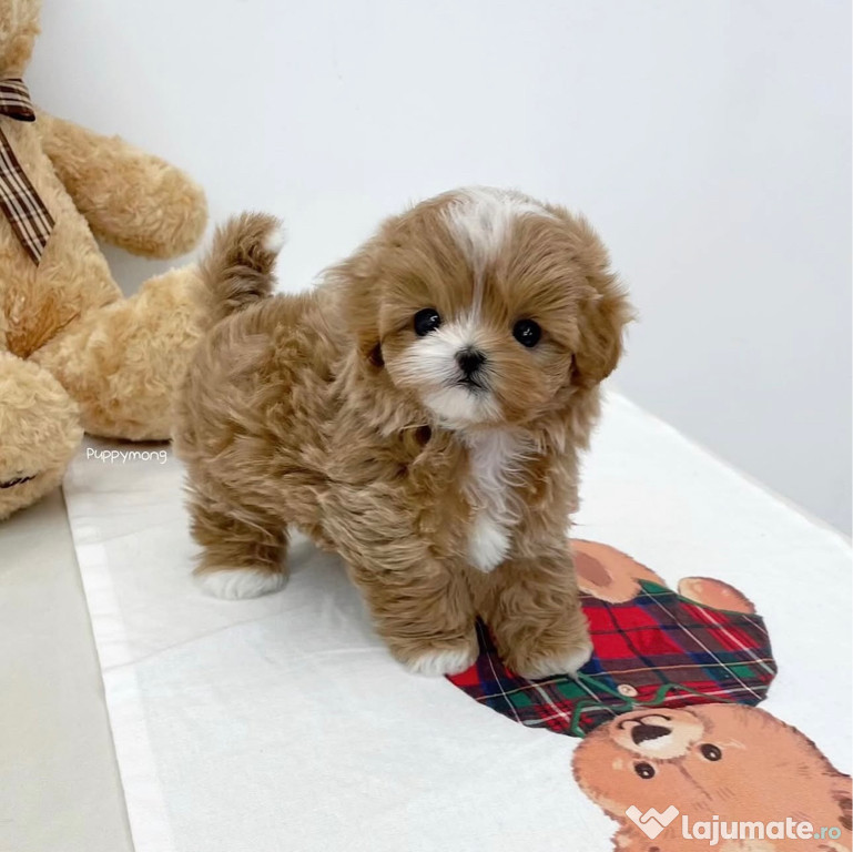 Maltipoo mini toy ( Caniche/Pudel) Apricot