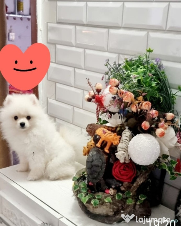 Vand catel Pomeranian