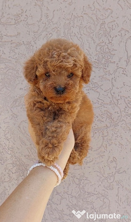 Pui de Caniche Pitic și Toy