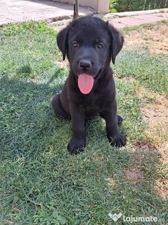 Pui labrador Retriever negru