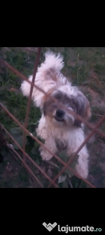 Bichon havanez mascul