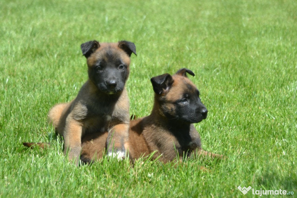 Pui Ciobanesc Belgian Malinois